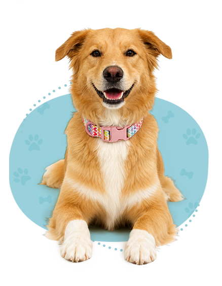 Dog-Collars