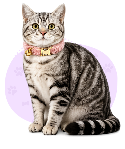 Cat-Collars-&-Accessories